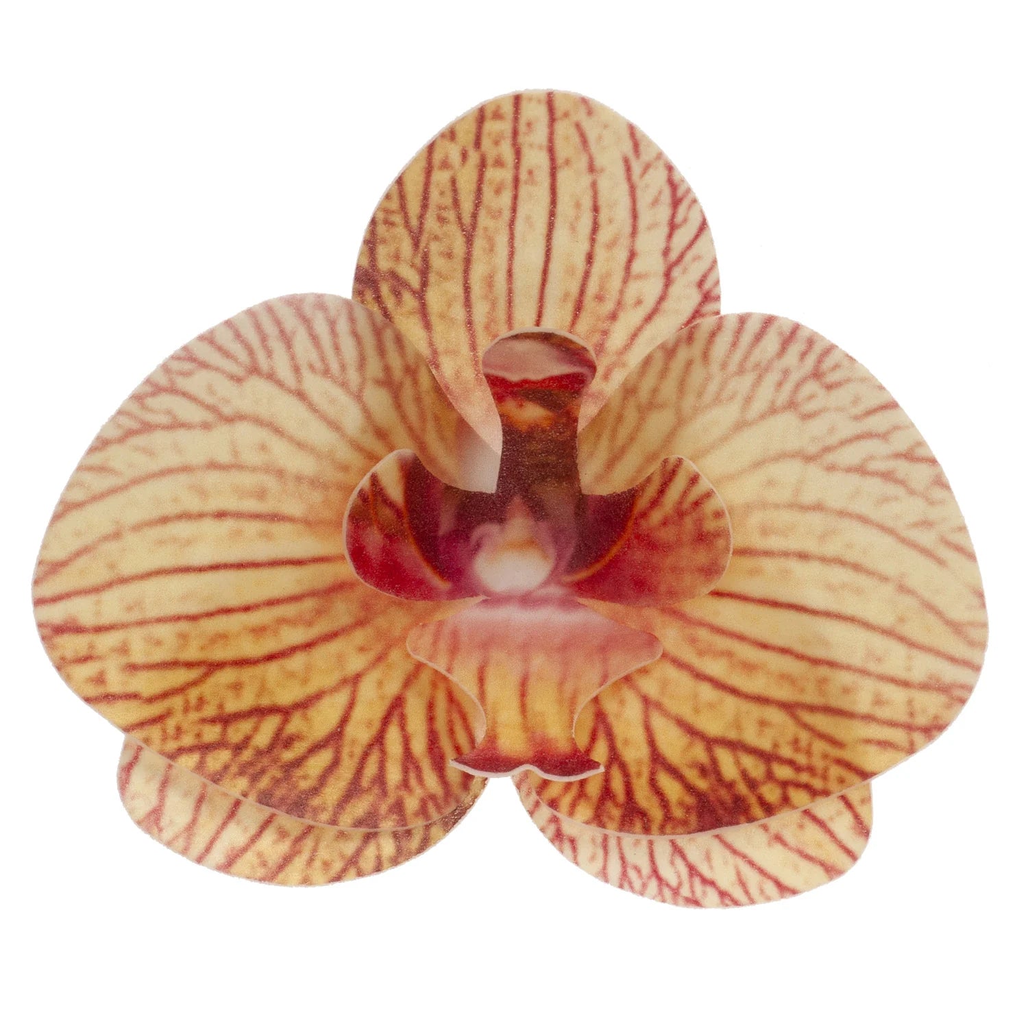 Fiore orchidea cialda arancio 10pz| DEKORA Dekora