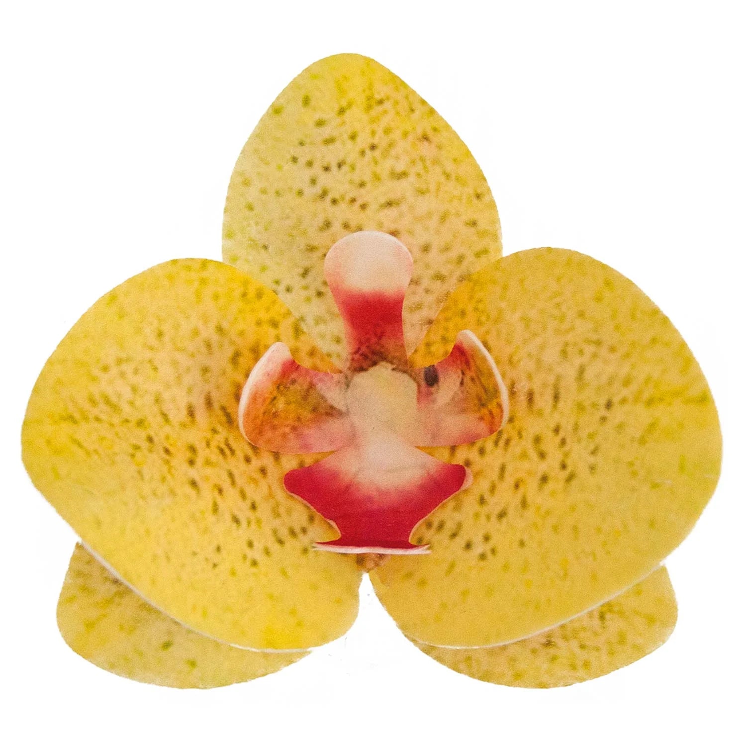 Fiore decorativo Orchidea cialda 10pz| DEKORA Dekora