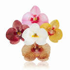 Fiore decorativo Orchidea in cialda 10pz| DEKORA Dekora