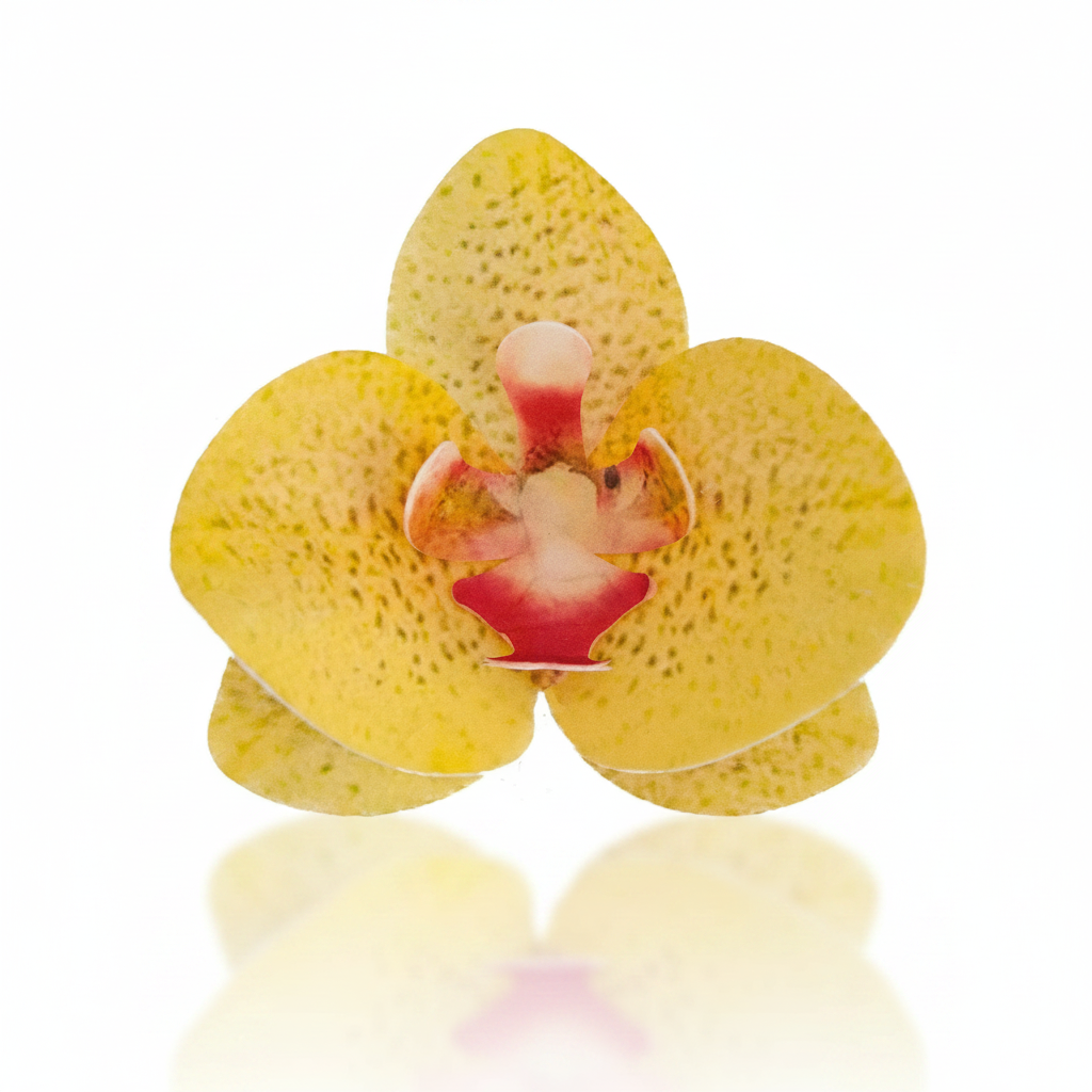 Fiore decorativo Orchidea in cialda 10pz| DEKORA Dekora